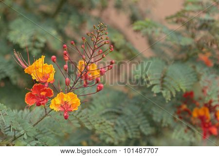 Heartleaf bush penstemon, Keckiella cordifolia, orange flowers