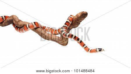 Isolated Arizona Mountain Kingsnake On Branch