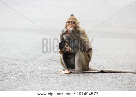 Monkeys eating