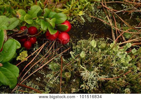 Natural Composition Bush Cranberries On An Old Tree Stump Covered With Moss