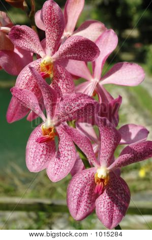 Orchid1