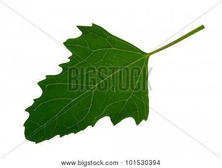Green leaf of Twoscale saltbush (Atriplex micrantha)