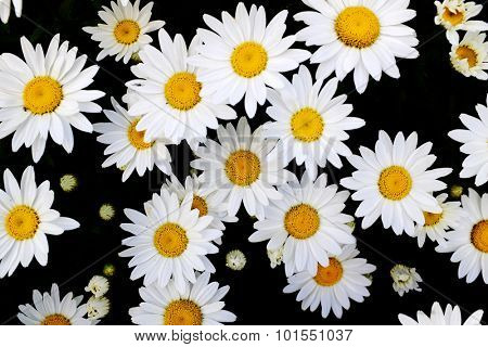 Detail of daisies daisy flowers with golden sunbeams spring summer sunshine