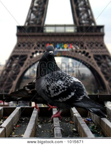 Pigeon i Eiffeltårnet i Paris