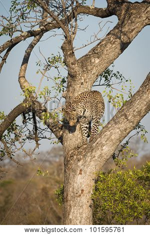 Leopard Climbing Down A Tree