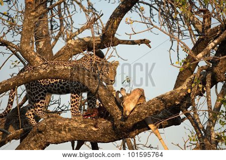 Leopard Feeding On Impala
