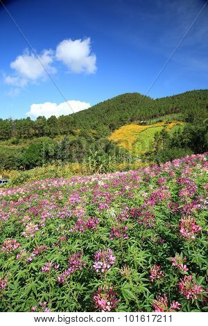 Purple Wild Flower Field Near Mountain In Chiang Mai, Thailand