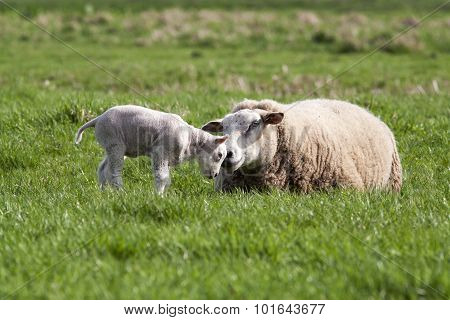 Lamb With Mother