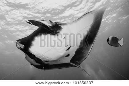 Manta ray