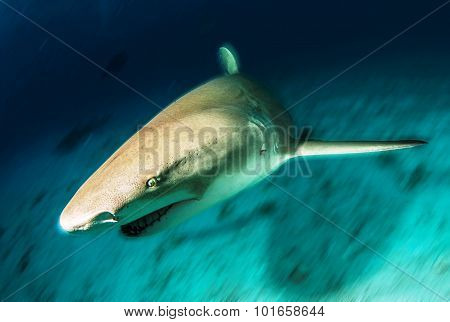 Shark diving