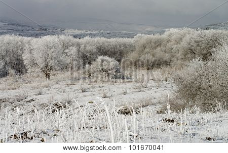 Winter Landscape