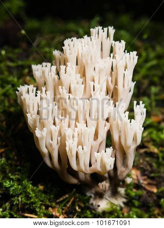 Fungus Ramaria, Poisonous Mushroom, Macro, Selective Focus