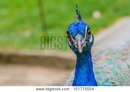 Bright Head Of Peacock With Blue Feathers On Top.soft Focus Of Male Blue Peacock Head With Blurred B