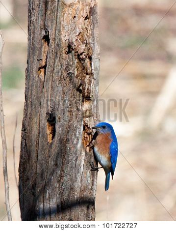 Eastern Bluebird