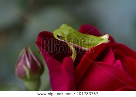 Alabama Green Tree Frog on Red Rose