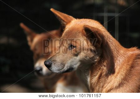 Dingo (Canis lupus dingo). Wild life animal. 