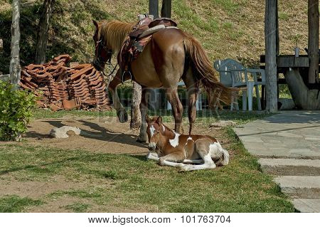 Horse and young foal