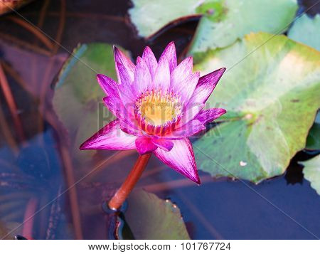 Lotus, A Symbol Of The Birth.
