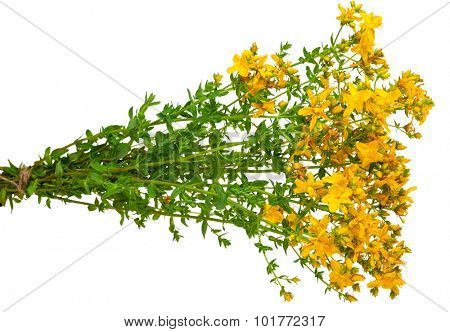 Medicinal plant: Hypericum perforatum. St. John's wort