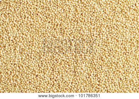 Amaranth Seeds