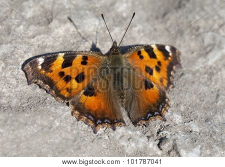 Vanessa Atalanta Butterfly