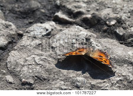 Vanessa Atalanta Butterfly