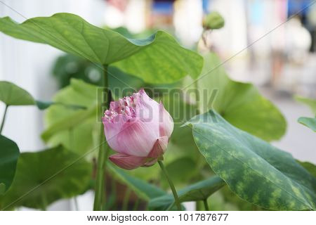 Lotus flowe