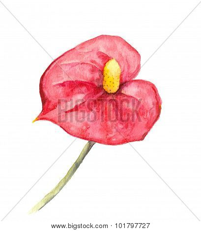 Tropical Flower - Anthurium Or Red Cala. Watercolor