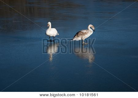 Cygnet e Swan riflette sul ghiaccio