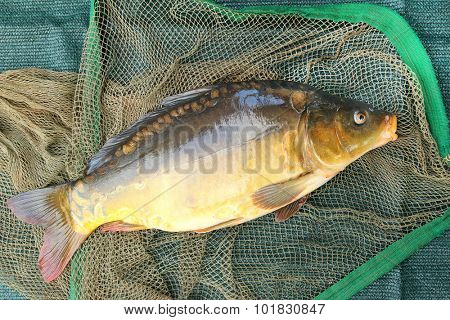 Fishing catch. The Common Carp ( Cyprinus Carpio ). In Central Europe ( Poland and Czech Republic ), fish is a traditional part of a Christmas Eve dinner. 