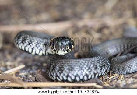 little snake