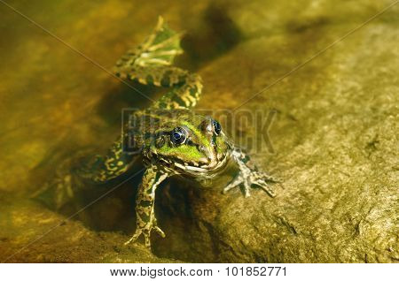 Edible Frog In Muddy Water