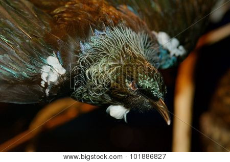 Tui - Bird