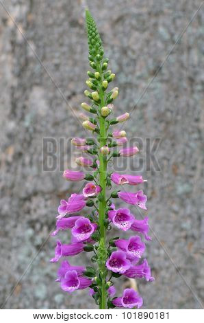 Foxtail Lily Flower