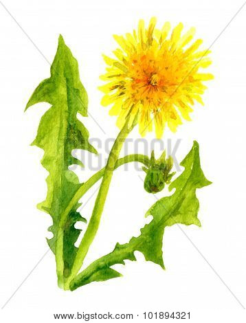 Watercolor painted dandelion flower