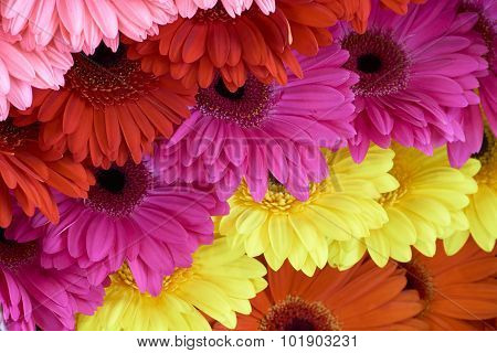 Chrysanthemums In Row