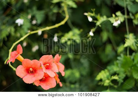 Bigonia Flower