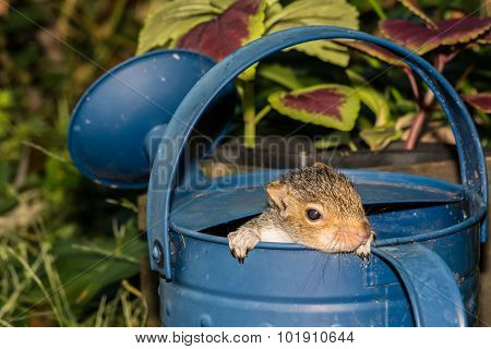 Baby Gray Squirrel