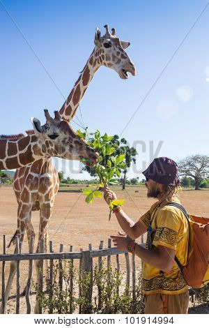 Giraffes in Kruger park South Africa