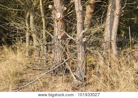 pine forest