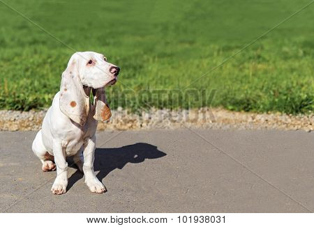 Spanish Hound sitting