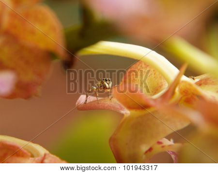 Jumping Spider