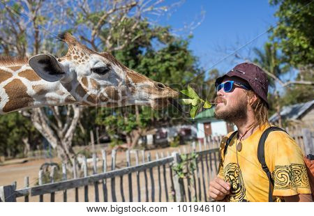 Giraffes in Kruger park South Africa