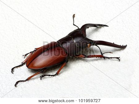 Stag beetle isolated on background