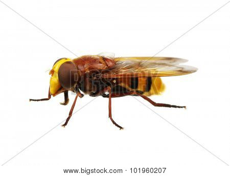 Horsefly isolated on white