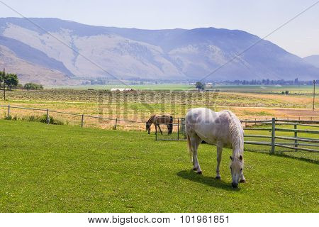 Horses  at ranch.