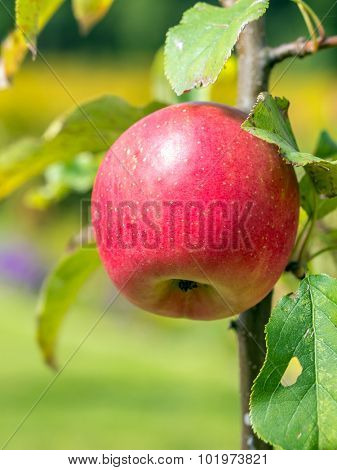 Cox orange pippin apple rippening on tree