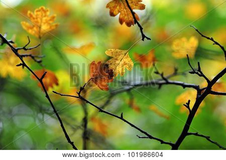 Colorful brown and yellow leaves