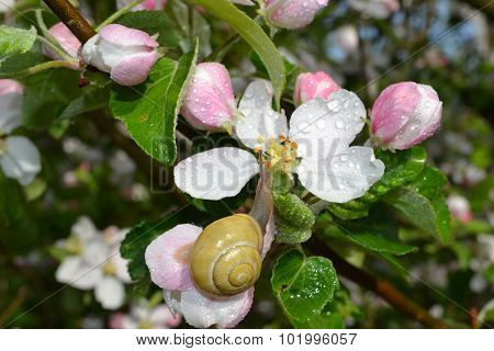Snail on a flower