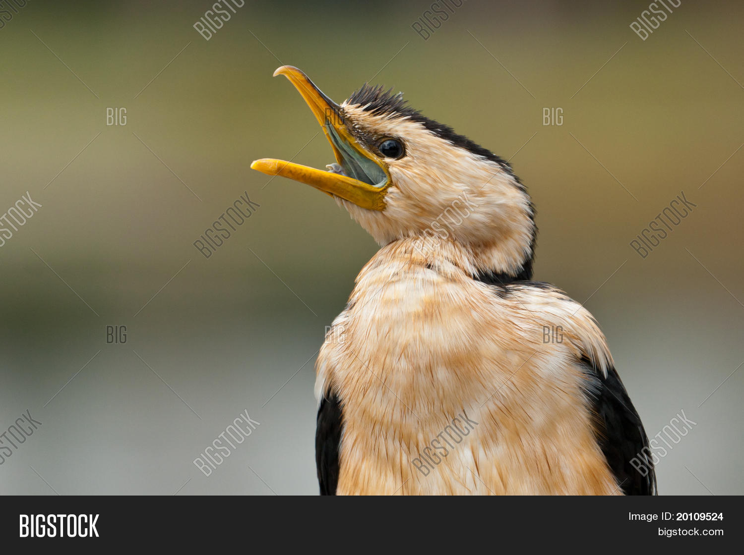 Pied Cormorant Call Image & Photo (Free Trial) Bigstock